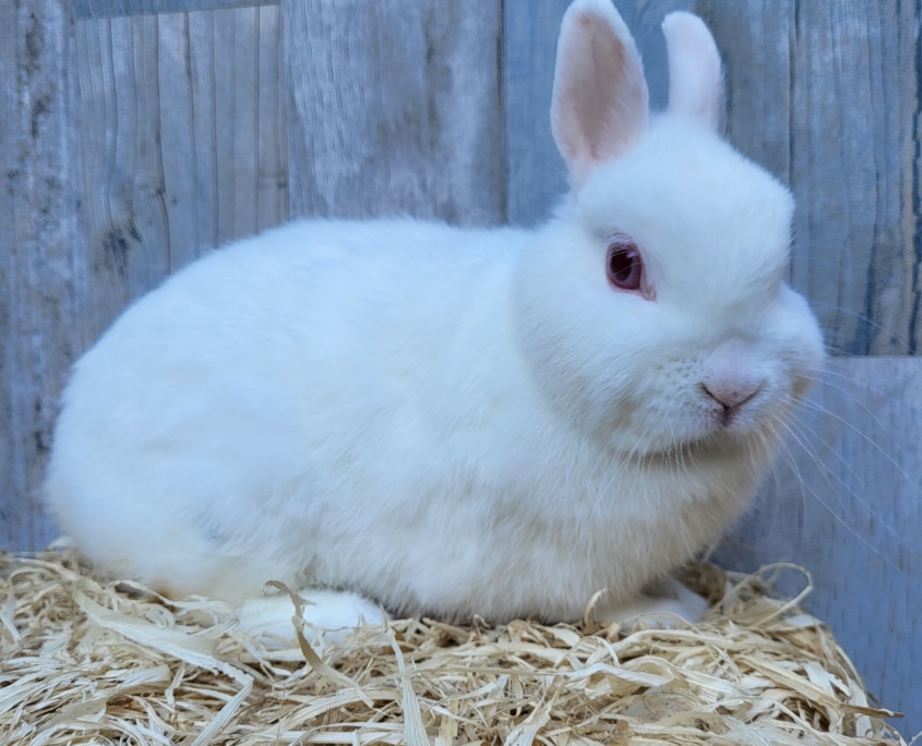 Mes Lapins Boules de Poils et Compagnie